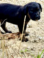 Little Boy (nickname), a male Rottweiler and English Mastiff for sale in Kopperl, TX – 6 of 6