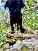 Little Boy (nickname), a male Rottweiler and English Mastiff for sale in Kopperl, TX – 5 of 6