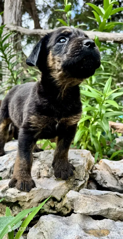 Little Boy (nickname) – Rottweiler, English Mastiff puppy for sale in Kopperl, TX