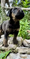 Little Boy (nickname), a male Rottweiler and English Mastiff for sale in Kopperl, TX – 1 of 6