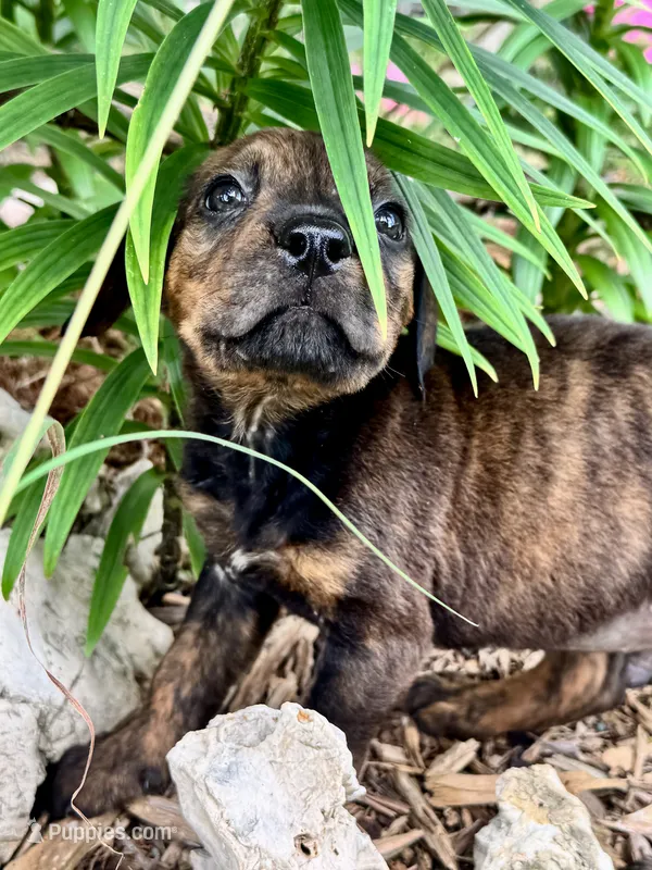 Little Punk (nickname) – Rottweiler, English Mastiff puppy for sale in Kopperl, TX