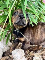 Little Punk (nickname), a male Rottweiler and English Mastiff for sale in Kopperl, TX – 1 of 5