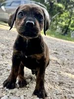Little Punk (nickname), a male Rottweiler and English Mastiff for sale in Kopperl, TX – 3 of 5