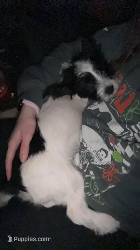 Scout – Chihuahua puppy for sale in Taftville, CT