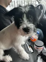 Scout, a male Chihuahua for sale in Taftville, CT – Photo 2 of 4