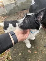 Scout, a male Chihuahua for sale in Taftville, CT – Photo 3 of 4