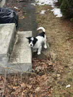Scout, a male Chihuahua for sale in Taftville, CT – Photo 4 of 4