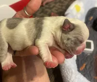 Big Hoss, a male French Bulldog for sale in Oklahoma City, OK – 3 of 6