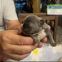 Winston, a male French Bulldog for sale in Oklahoma City, OK – 4 of 8