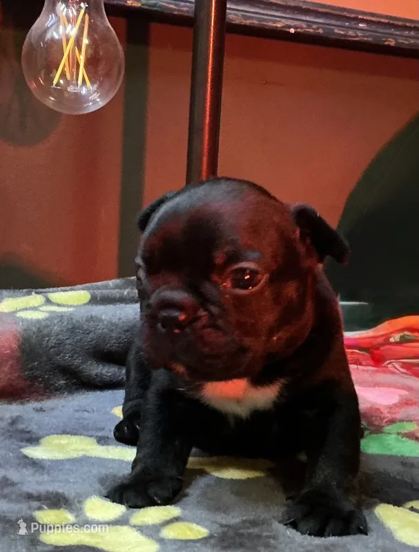 Matilda – French Bulldog puppy for sale in Oklahoma City, OK