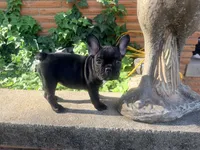 Matilda, a female French Bulldog for sale in Oklahoma City, OK – 3 of 10