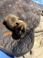 Winnie, a female French Bulldog for sale in Oklahoma City, OK – 6 of 7