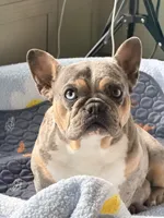 Monky, a female French Bulldog for sale in Oklahoma City, OK – 6 of 6