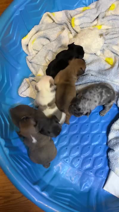 Winnie, a female French Bulldog for sale in Oklahoma City, OK – 7 of 7