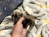 Winnie, a female French Bulldog for sale in Oklahoma City, OK – 5 of 7