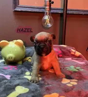 HAZEL, a female French Bulldog for sale in Oklahoma City, OK – 3 of 10