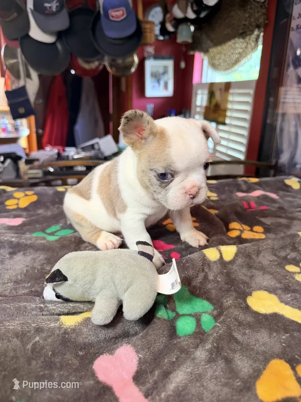 WINSTON  “Big Hoss” – French Bulldog puppy for sale in Oklahoma City, OK