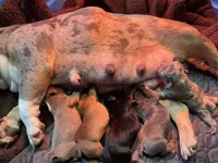 Big Hoss, a male French Bulldog for sale in Oklahoma City, OK – 4 of 6