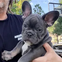 GUS, a male French Bulldog for sale in Oklahoma City, OK – 5 of 9