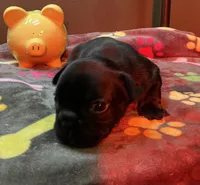 Matilda, a female French Bulldog for sale in Oklahoma City, OK – 4 of 10