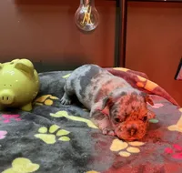 ZIP, a male French Bulldog for sale in Oklahoma City, OK – 4 of 9