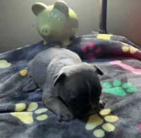 Winnie, a female French Bulldog for sale in Oklahoma City, OK – 2 of 7
