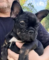 Matilda, a female French Bulldog for sale in Oklahoma City, OK – 7 of 10