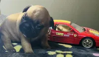 HAZEL, a female French Bulldog for sale in Oklahoma City, OK – 6 of 10