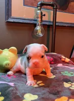 WINSTON  “Big Hoss”, a male French Bulldog for sale in Oklahoma City, OK – 4 of 10