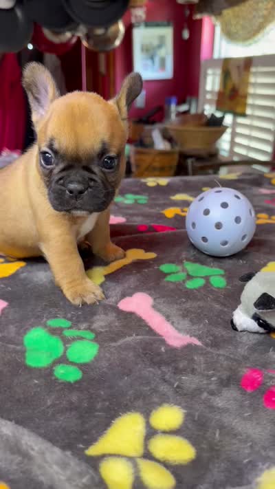 HAZEL, a female French Bulldog for sale in Oklahoma City, OK – 4 of 10