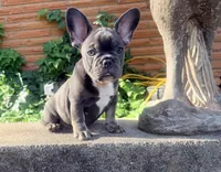 GUS, a male French Bulldog for sale in Oklahoma City, OK – 3 of 9