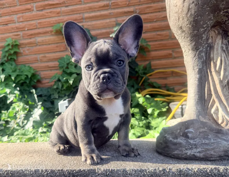 GUS – French Bulldog puppy for sale in Oklahoma City, OK
