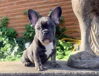 GUS, a male French Bulldog for sale in Oklahoma City, OK – 1 of 9