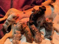 Monky, a female French Bulldog for sale in Oklahoma City, OK – 4 of 6
