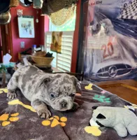 ZIP, a male French Bulldog for sale in Oklahoma City, OK – 2 of 9
