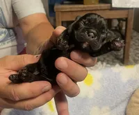 Monky, a female French Bulldog for sale in Oklahoma City, OK – 2 of 6