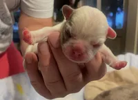 Big Hoss, a male French Bulldog for sale in Oklahoma City, OK – 2 of 6