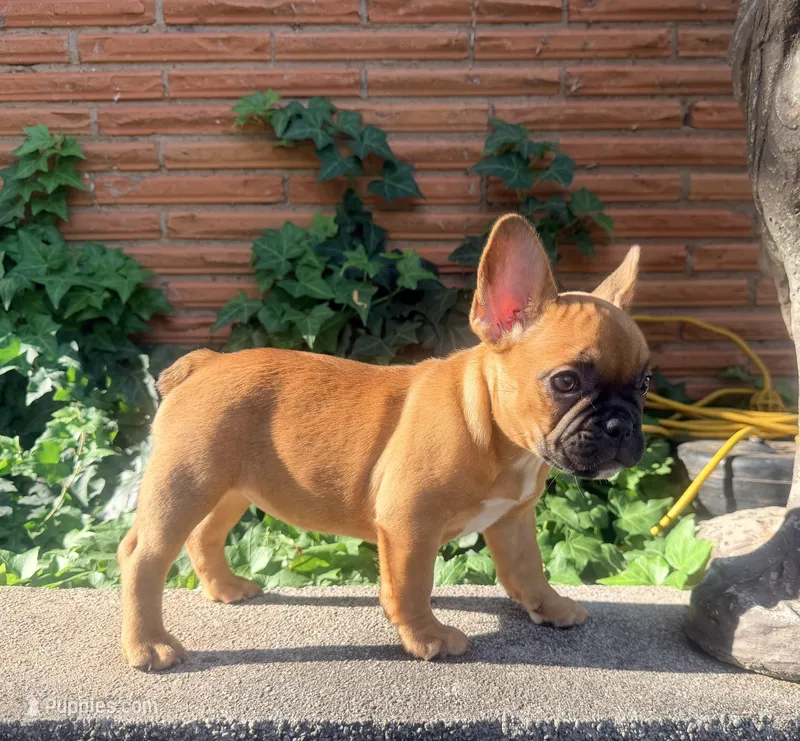HAZEL – French Bulldog puppy for sale in Oklahoma City, OK