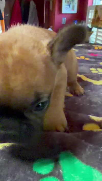 HAZEL, a female French Bulldog for sale in Oklahoma City, OK – 10 of 10