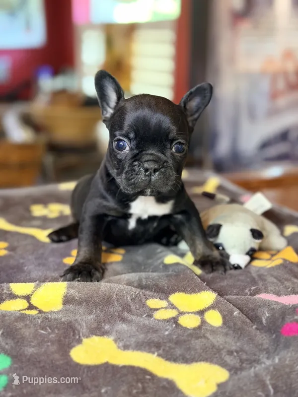 Matilda – French Bulldog puppy for sale in Oklahoma City, OK