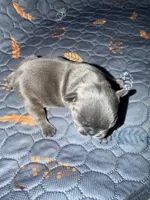 Winston, a male French Bulldog for sale in Oklahoma City, OK – 5 of 8