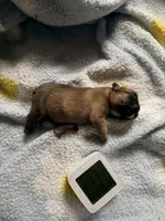 HAZEL, a female French Bulldog for sale in Oklahoma City, OK – 3 of 8