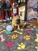 HAZEL, a female French Bulldog for sale in Oklahoma City, OK – 2 of 10
