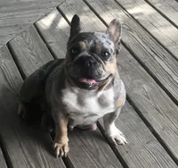 HAZEL, a female French Bulldog for sale in Oklahoma City, OK – 6 of 8
