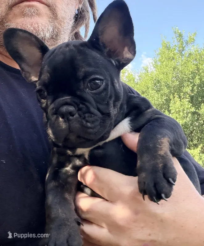 Matilda – French Bulldog puppy for sale in Oklahoma City, OK