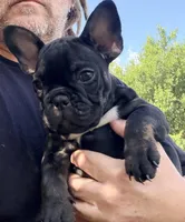 Matilda, a female French Bulldog for sale in Oklahoma City, OK – 4 of 10