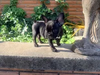Matilda, a female French Bulldog for sale in Oklahoma City, OK – 6 of 10