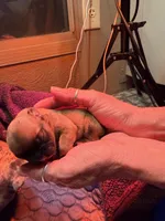 HAZEL, a female French Bulldog for sale in Oklahoma City, OK – 4 of 8