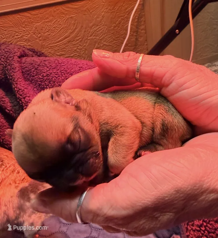 HAZEL – French Bulldog puppy for sale in Oklahoma City, OK