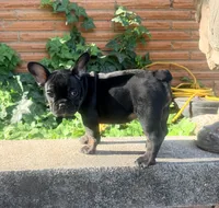 Matilda, a female French Bulldog for sale in Oklahoma City, OK – 2 of 10